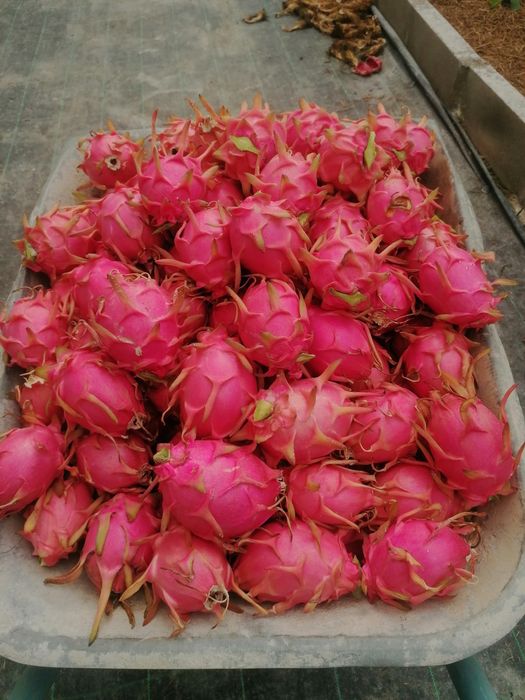 Pitayas / produção nacional / Biológica