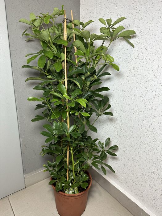 Аглонема Кротон Калатея Дифенбафія Сансівієрія Фікус  Маранта