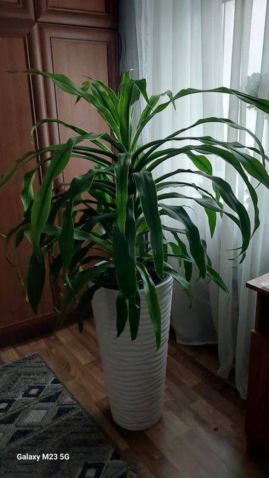 Вазон кукурудза  великий самовивіз!