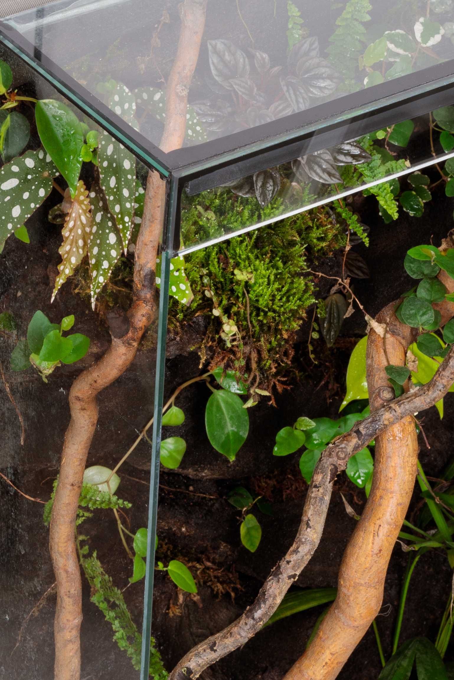 terrarium 60x40x100 gekon jaszczurka