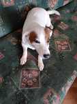Jack Russell terrier suczka ma niespełna dziesięć miesięcy