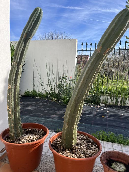 Peyotes ( catos são pedro)