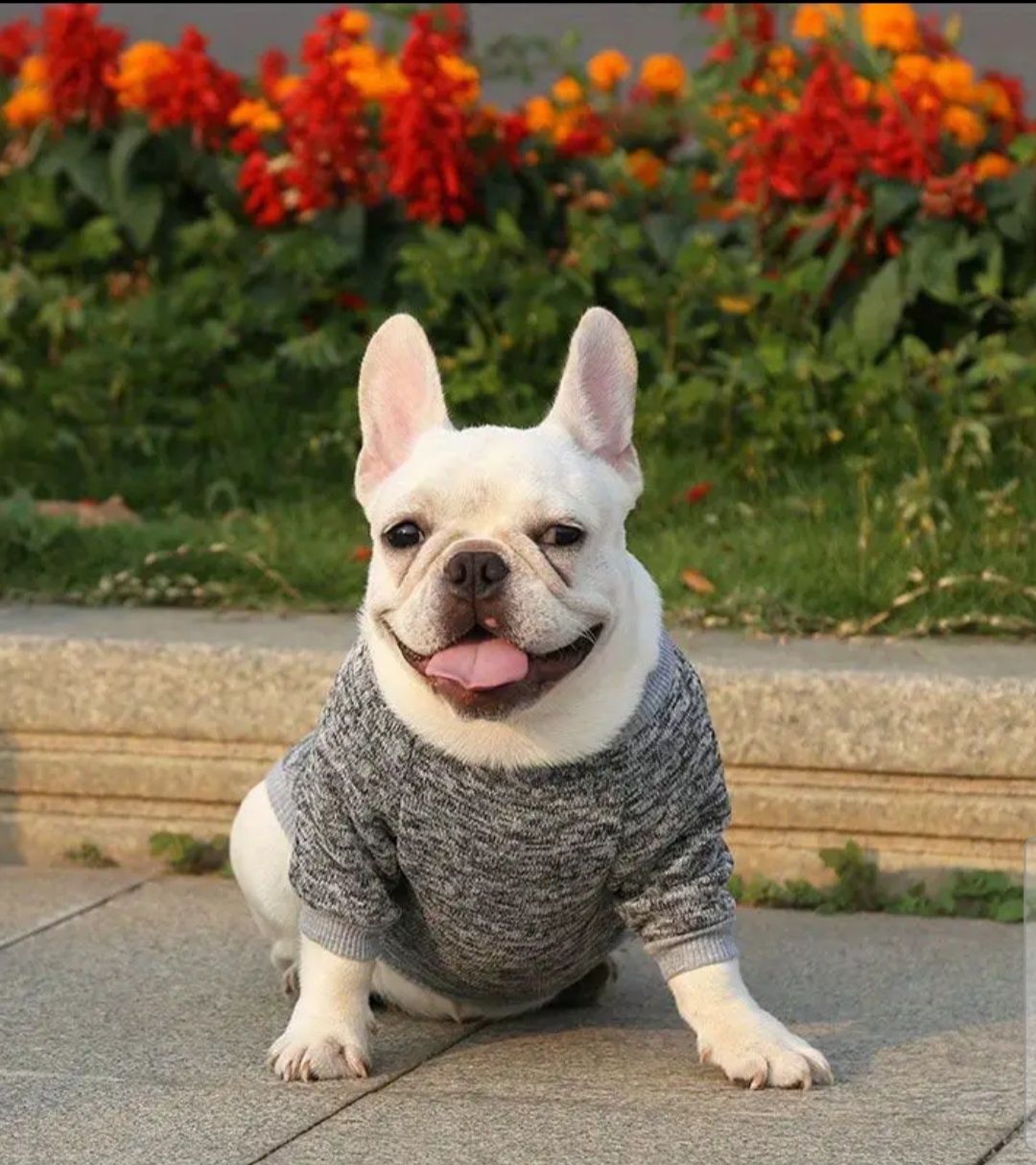 Roupa ou capa para cão