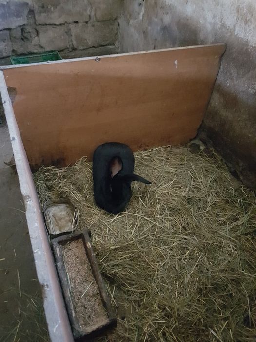 Króliki samiec samica samice samce