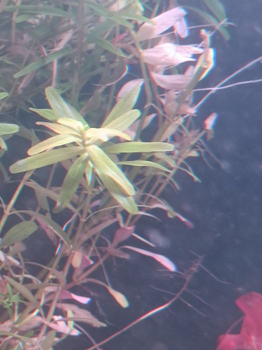 Planta de aquário  rotala