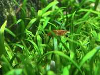 Krewetki red czerwone
