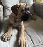 Cane Corso Piękna suczka już do odbioru