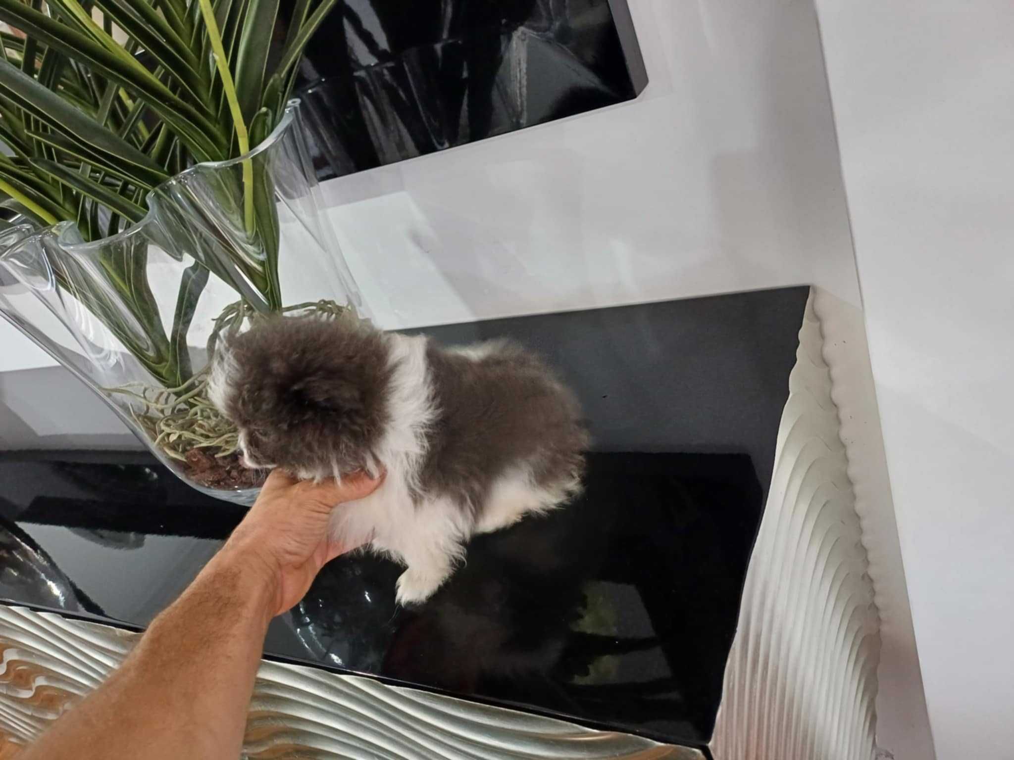Spitz Alemão Anão ou Lulu da Pomerânia  WHITE AND BLUE com LOP e AFIXO