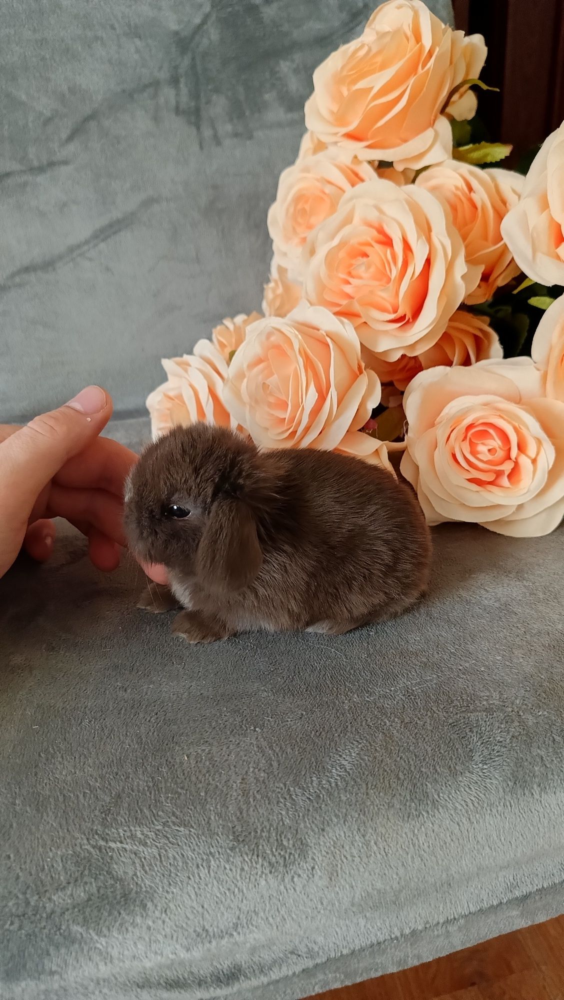 Mini lop króliki karzełek miniaturka baranek hodowla