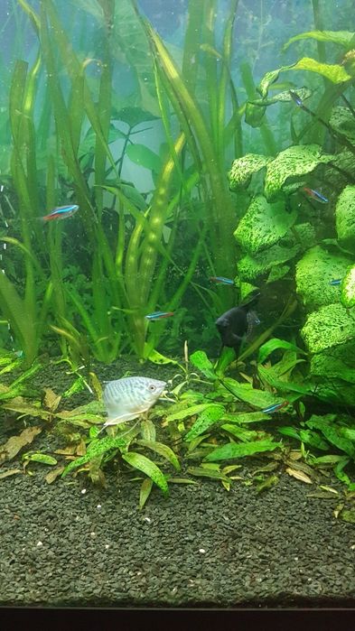 Продам акваріум .