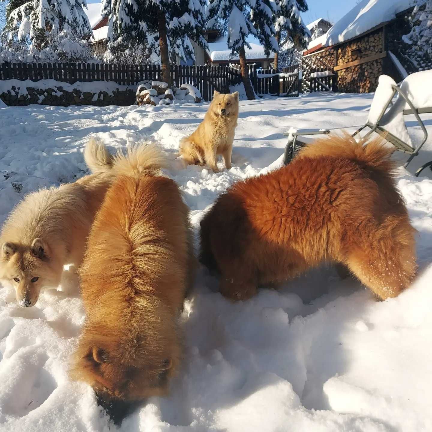 Eurasier - zapowiedź miotu psów rasowych