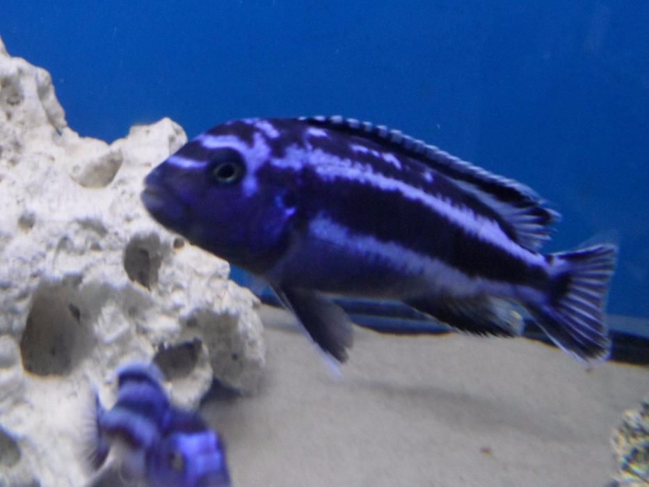 Melanochromis cyaneorhabdos (maingano).Malawi