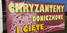 Kwiaty chryzantemy