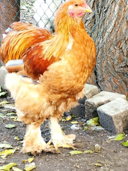 Півень брама лимон