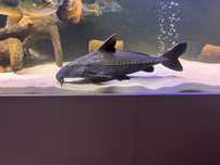 Sum Oxydoras Niger okolo 60cm