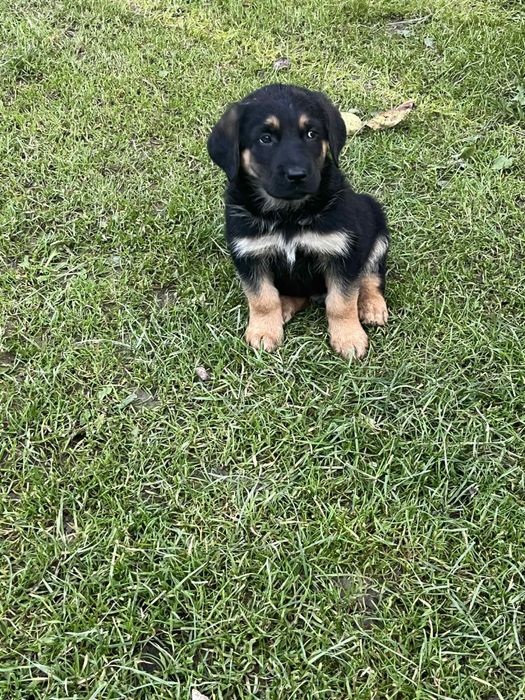 Oddam szczeniaczki (mieszaniec labradora i owczarka)