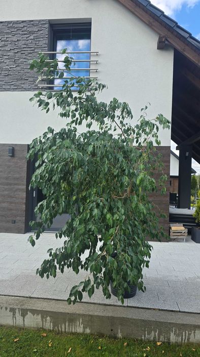 Fikus Beniamin: 2,5 - 3 m wysokości