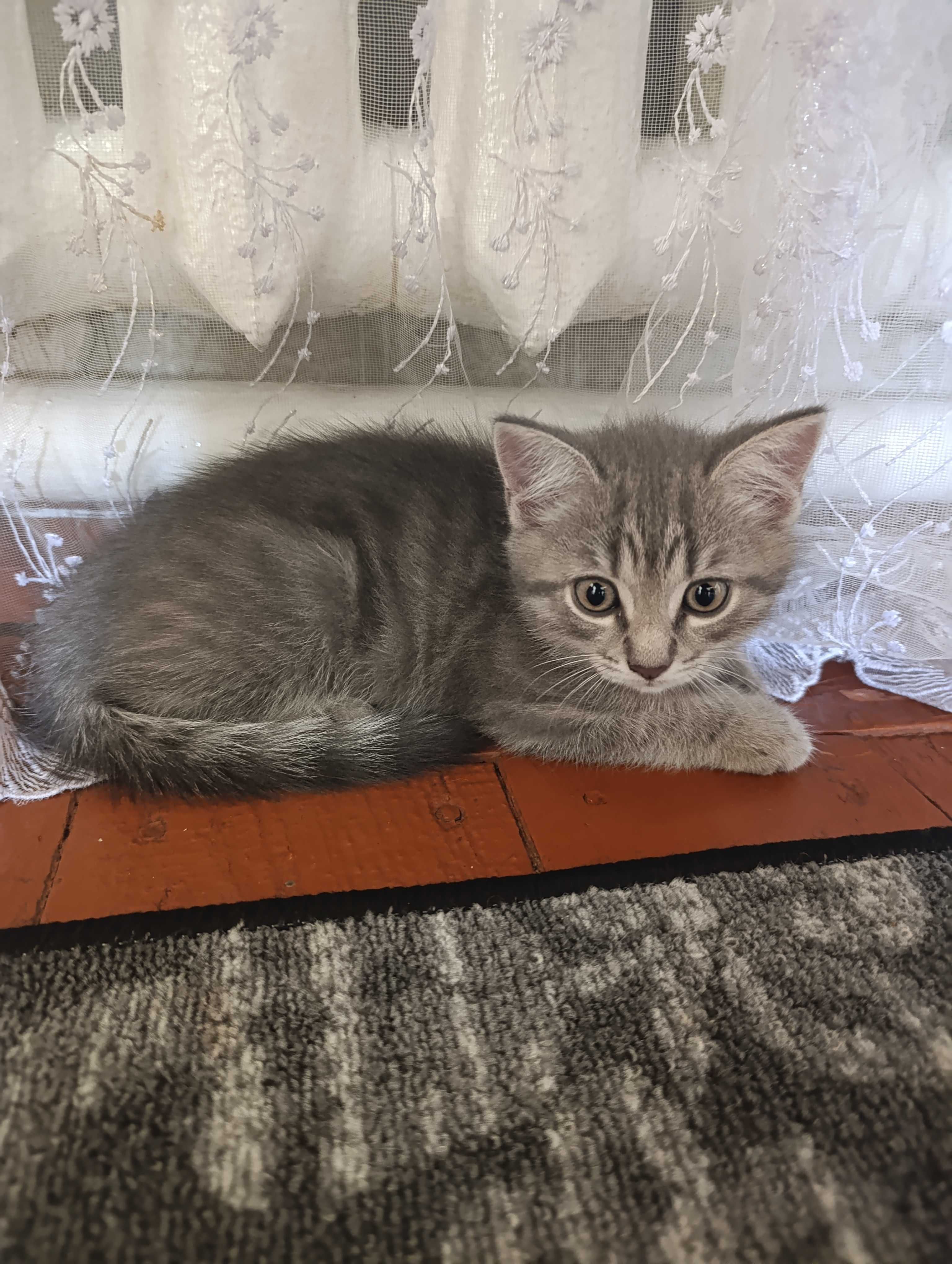 Віддам котиків безкоштовно