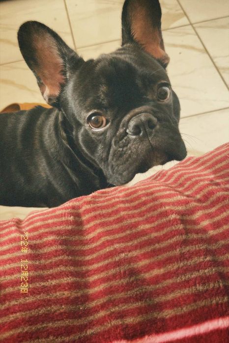 Французский бульдог. Вязка.