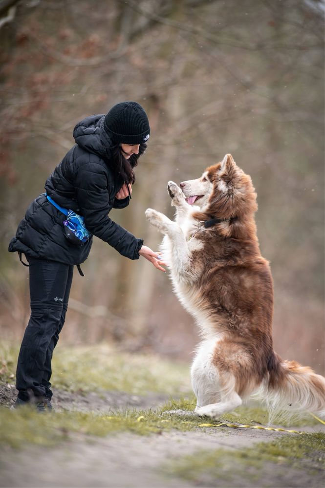 Rudy mix siberian husky i alaskan malamute. Duży pies w schronisku.