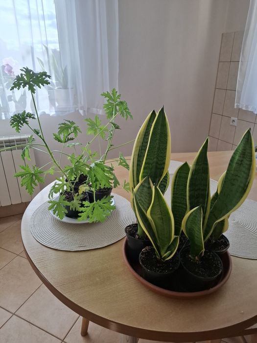 Kwiaty doniczkowe sansewieria,aloes, anginka