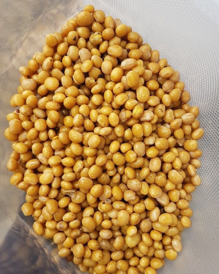 Łubin słodki żółty - gotowa zanęta na ryby- 1 kg