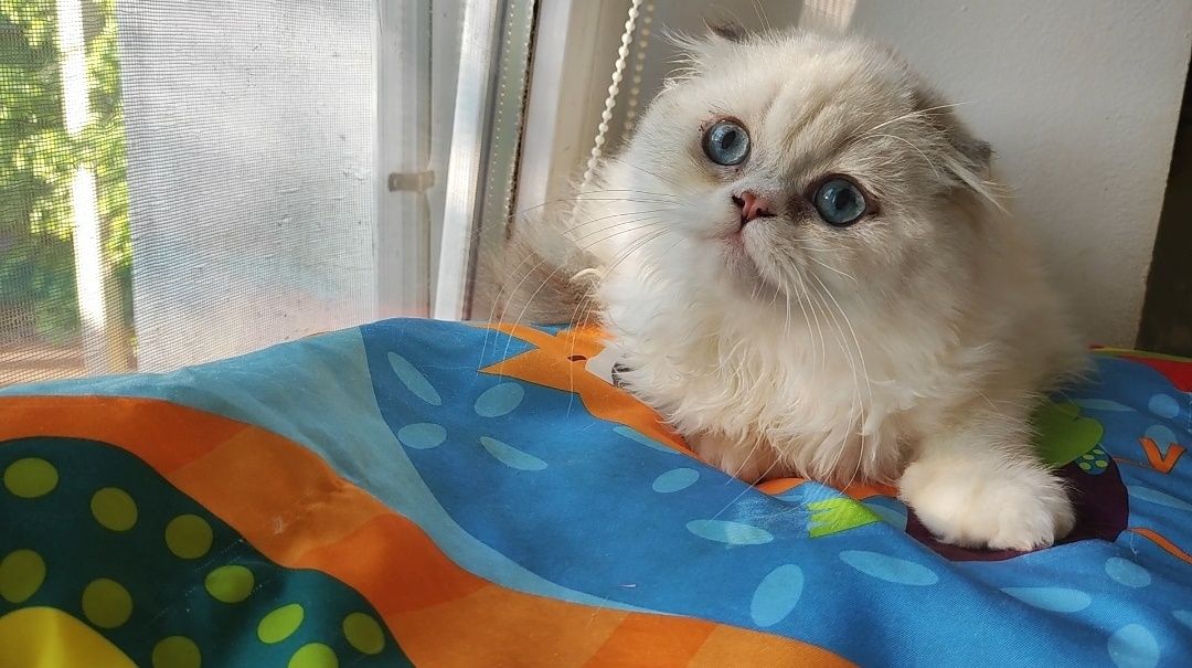 Підрощене кошеня срібна шиншила з синіми очима - хлопчик