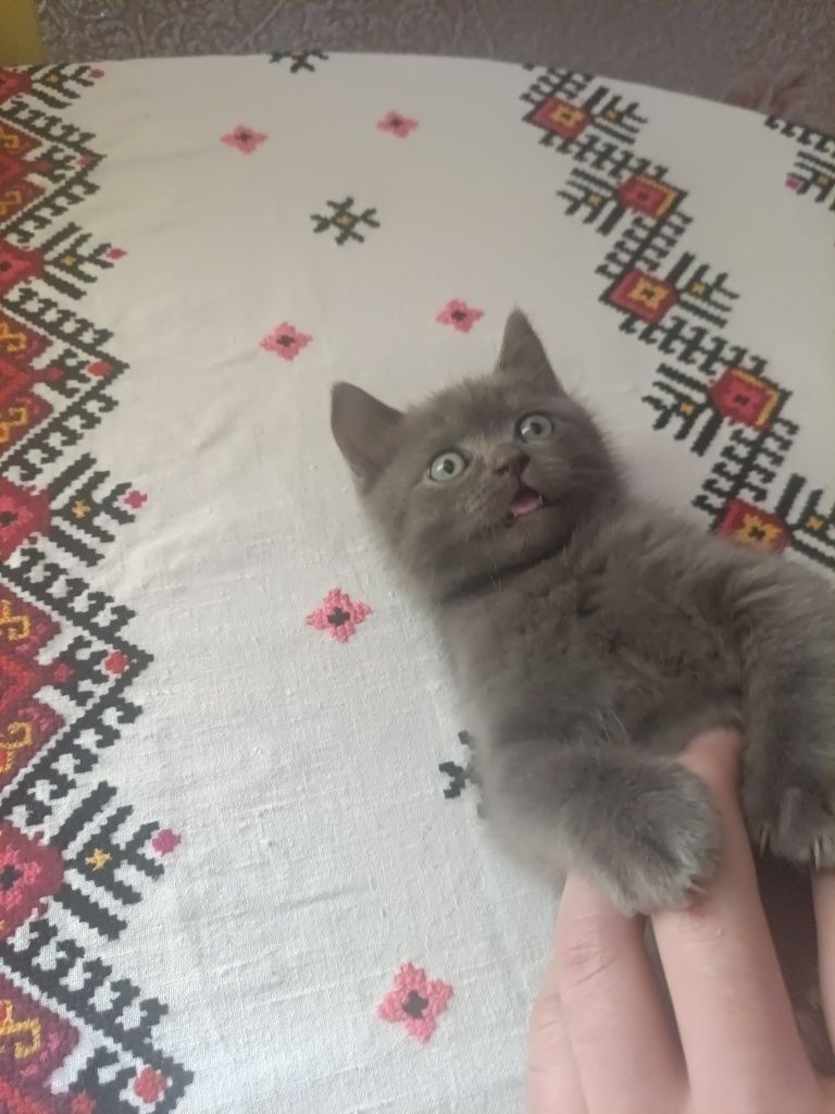Кошенята Британці