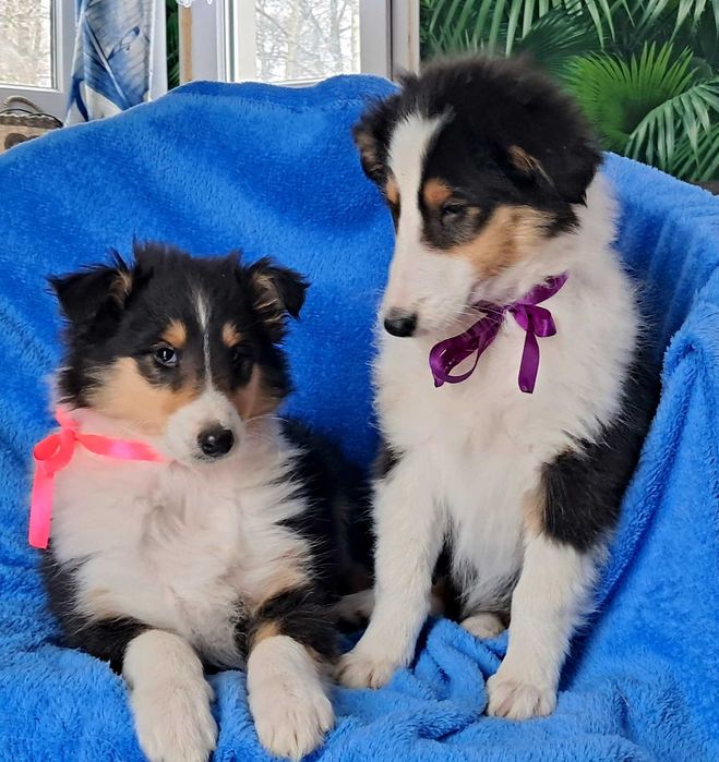 Gotowa Do odbioru -Sunia Owczarek Szkocki długowłosy Collie