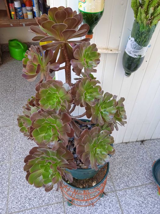 catos variados tamanhos