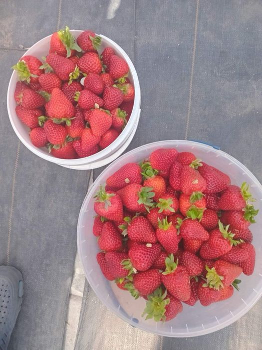 Технологічне тепличне господарство