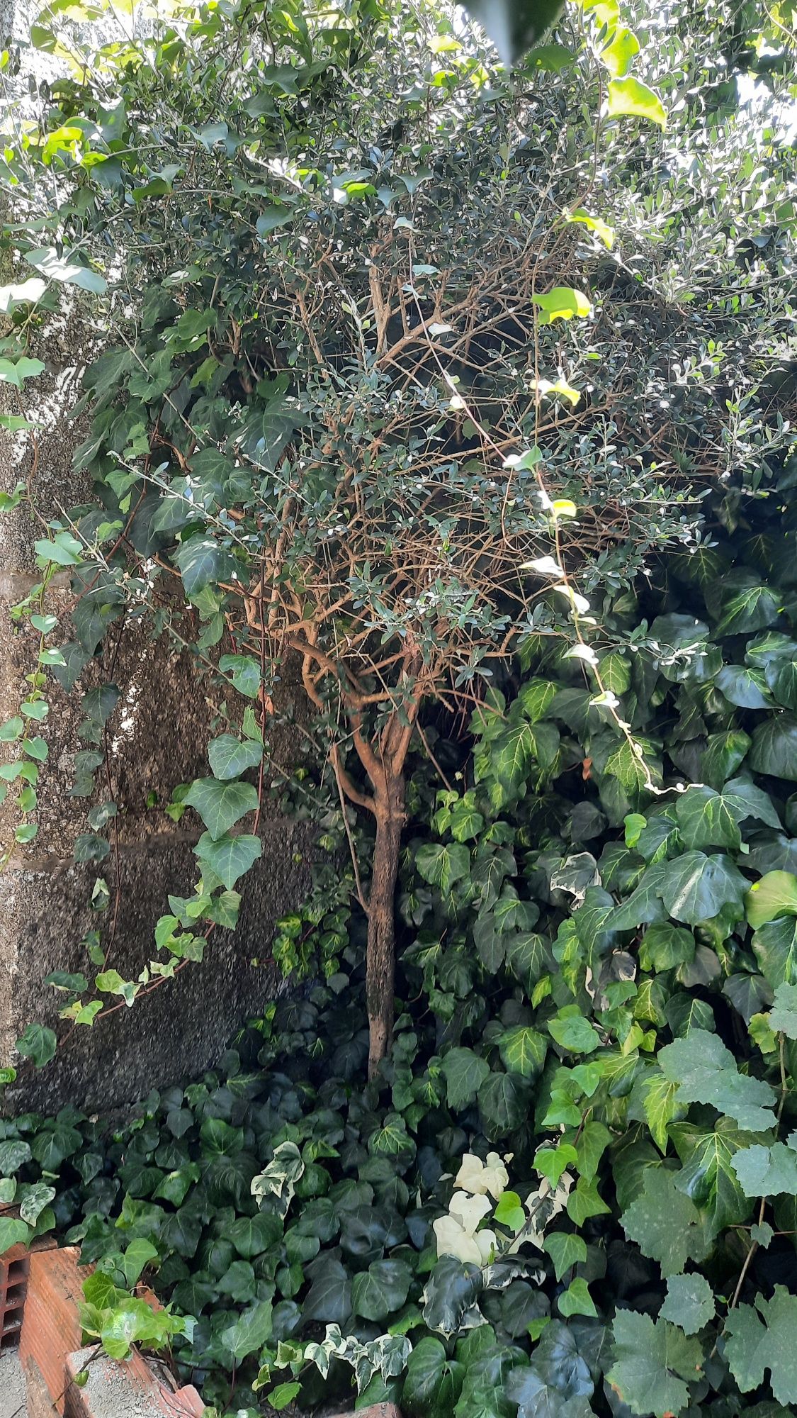4 Oliveiras para venda