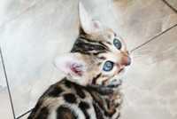 Продам чистокровне бенгальське кошеня