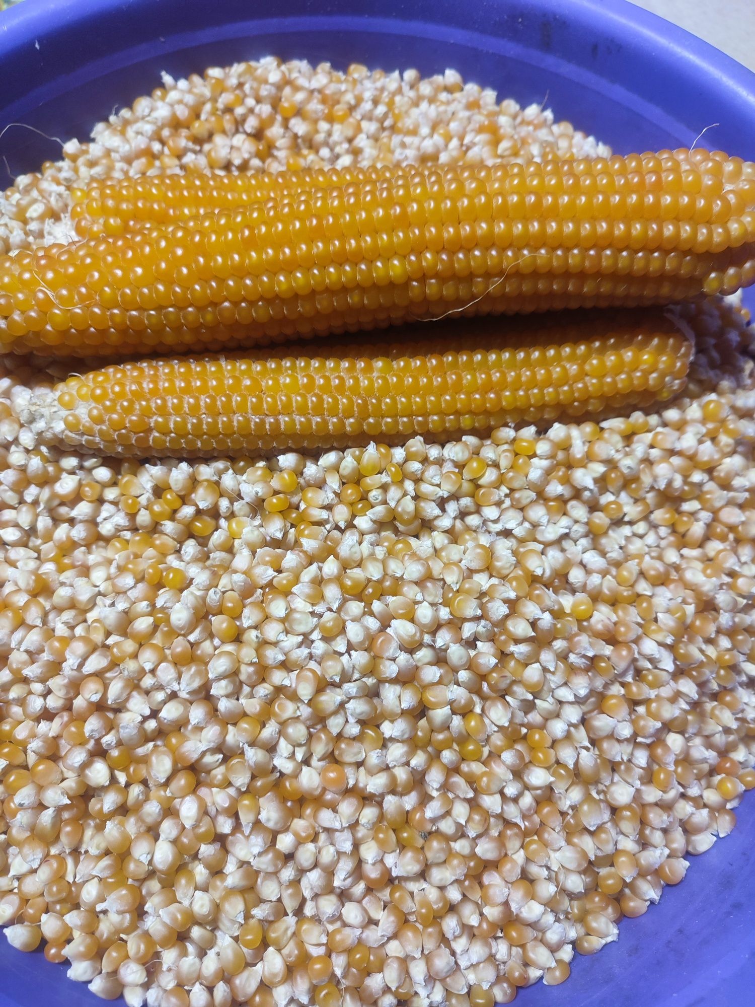 Зерно попкорну Кукурудза попкорн. Попкорн в домашніх умовах popcorn.
