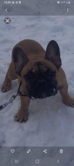 Підліток француз