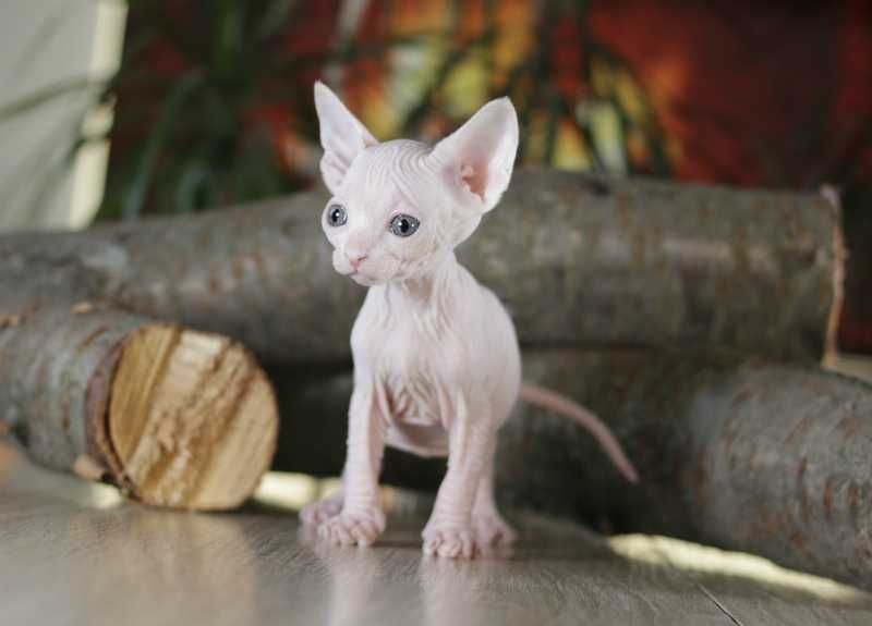 Очаровательная, привлекательная, супер ласковая малышка.