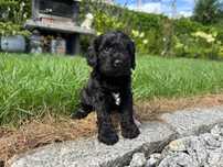 cavapoo szczeniak czarny