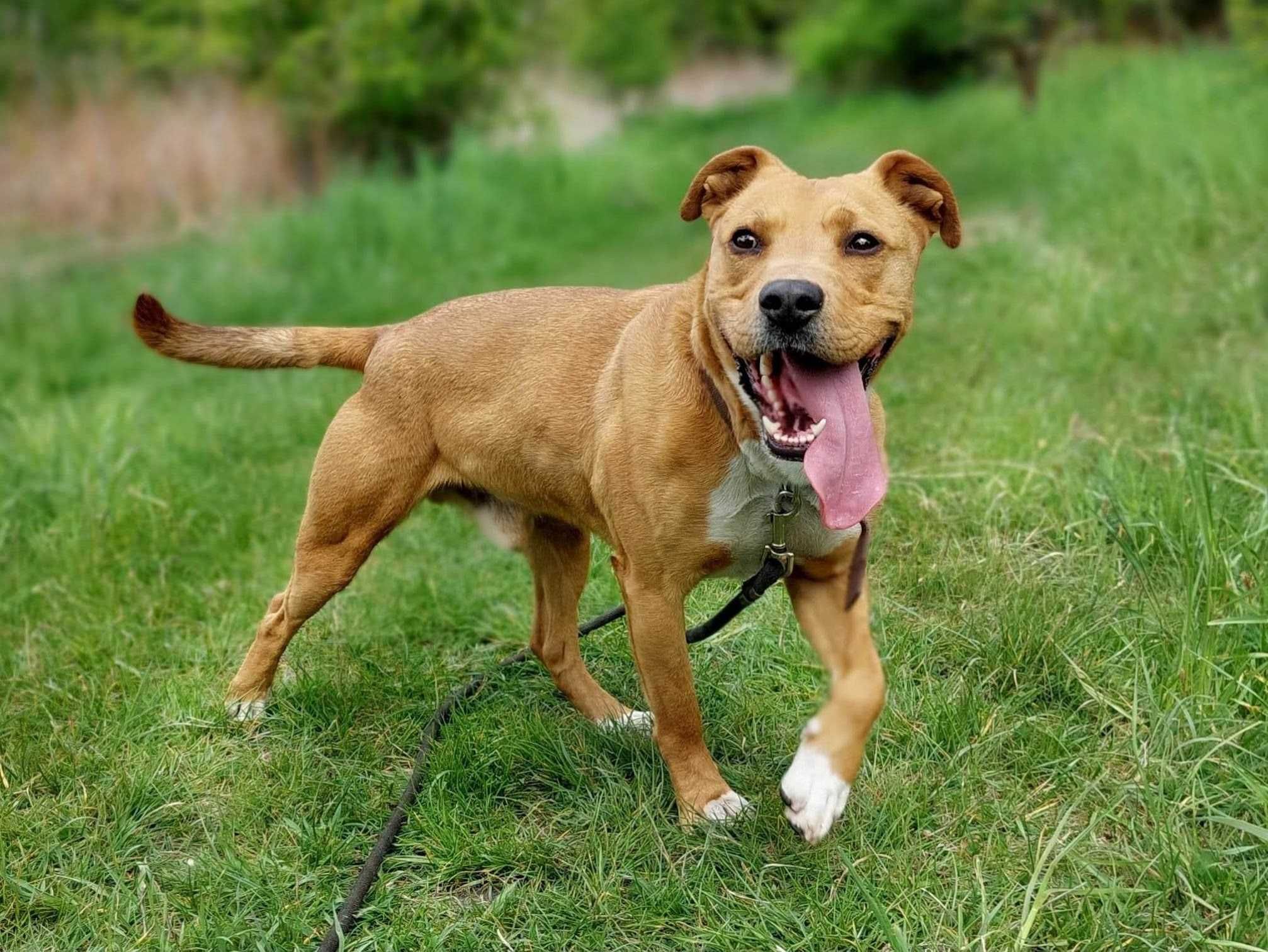 Najmądrzejszy ASTON poleca się do adopcji!