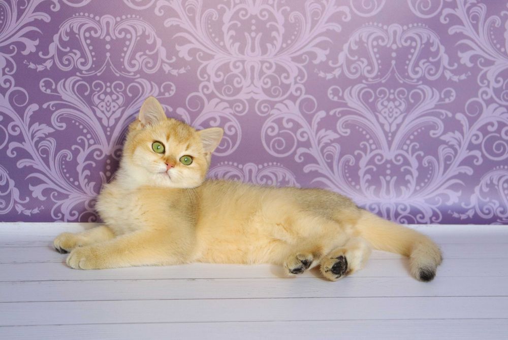 Плюшевий красунчику в золотистому забарвлені