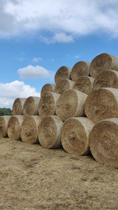 Słoma dla bydła ( jęczmienna, pszenna ) z dostawą, zbiór 2025