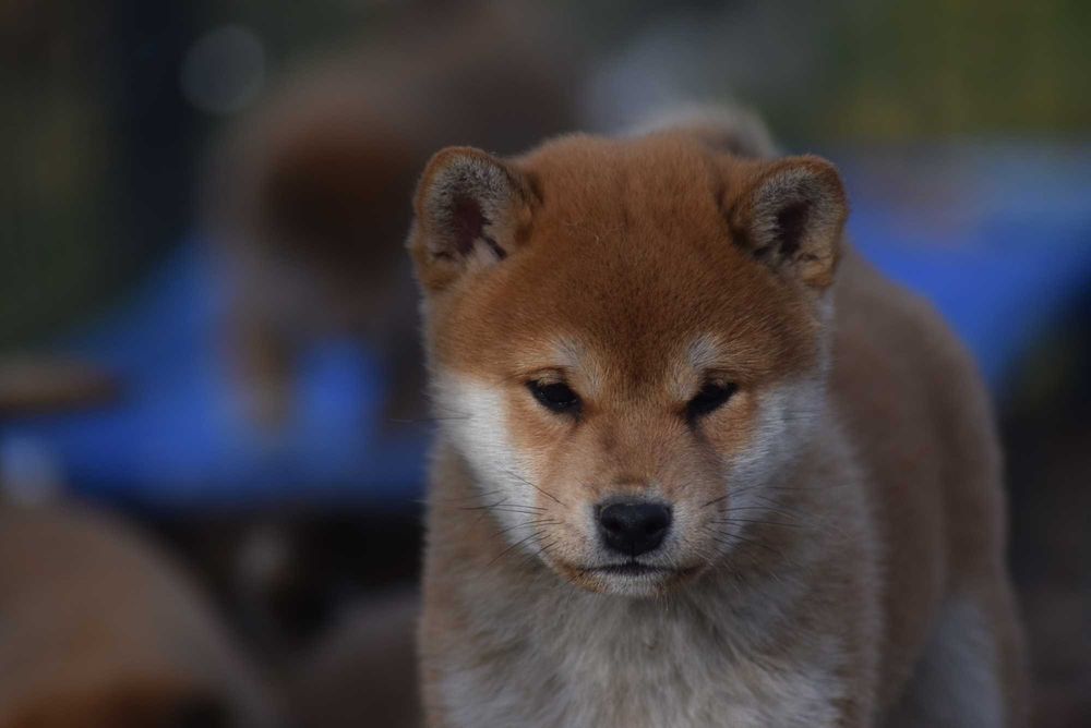 Super piesek shiba z rodowodem ZKwP FCI