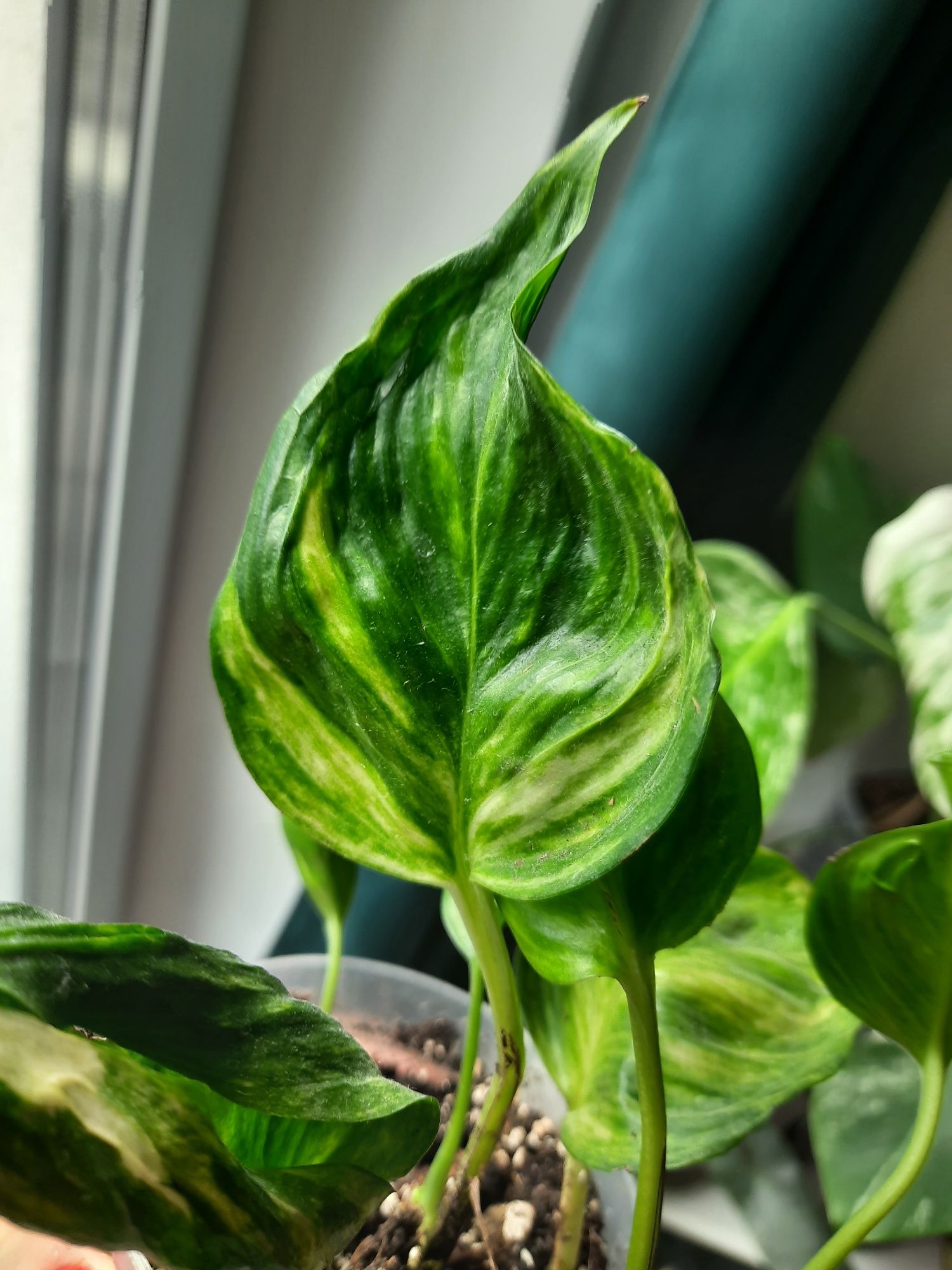 Epipremnum godzilla variegata
