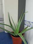 Vendo aloe vera (babosa) em vaso