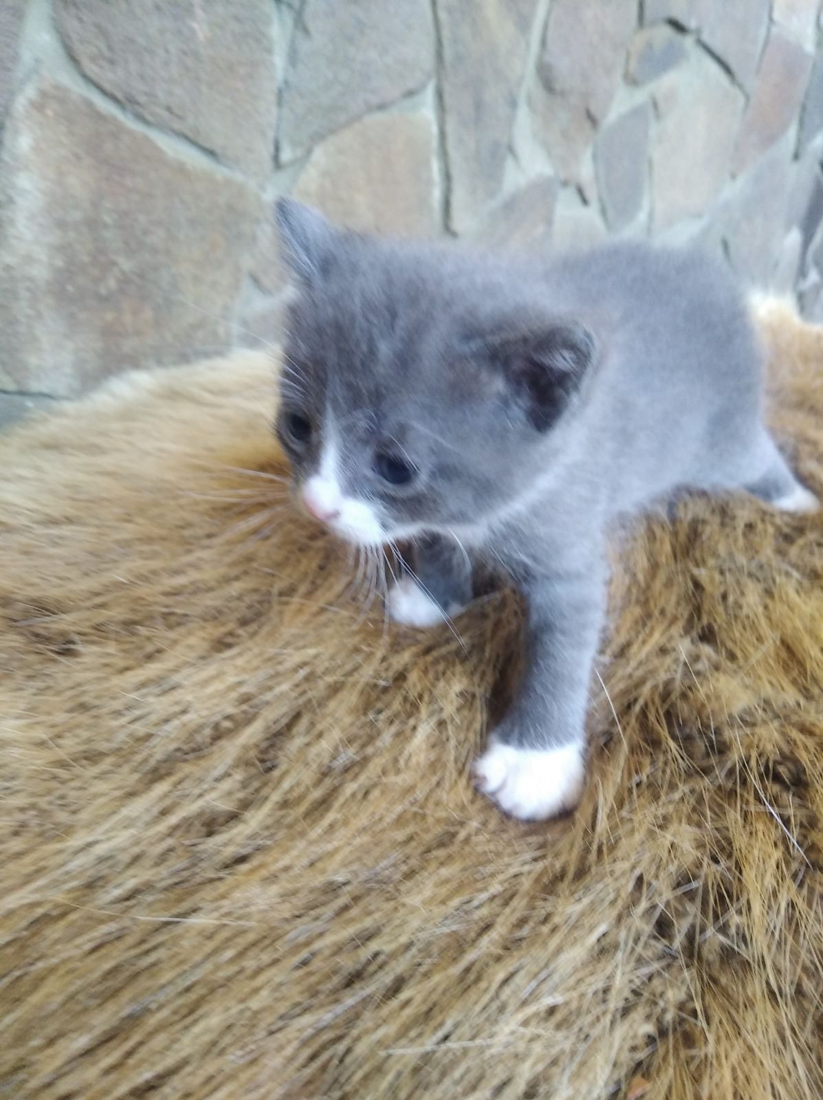 Гарненькі кошенята. Віддам даром