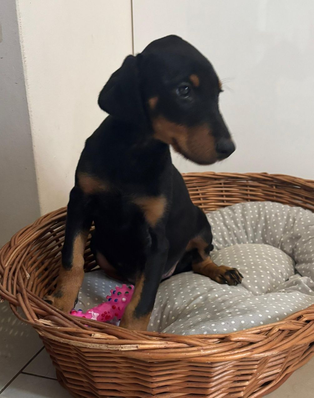 Doberman suczka czarna podpalana