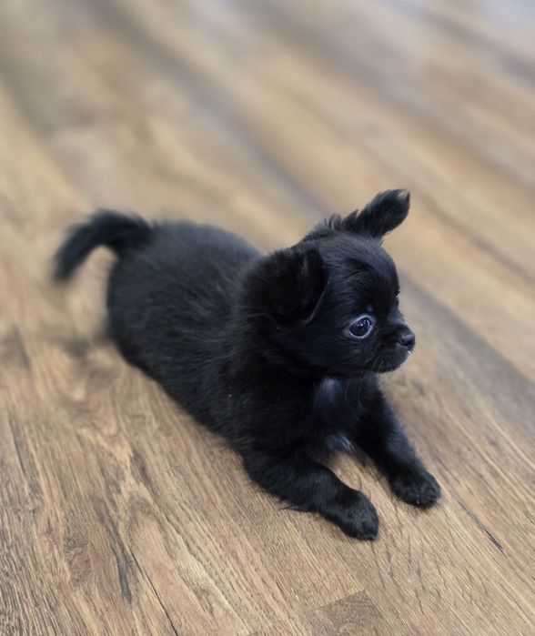 Piesek chihuahua długowłosy