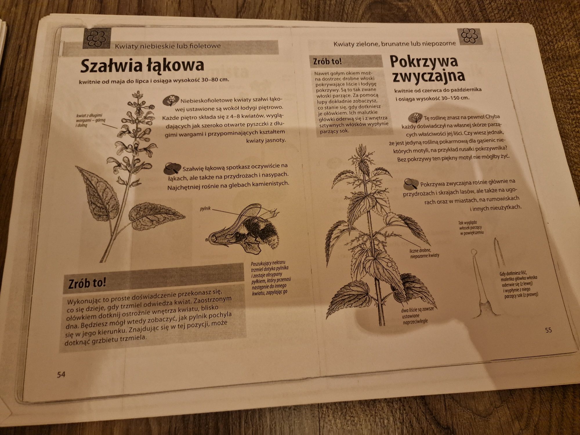 Matura biologia notatki rośliny komórka