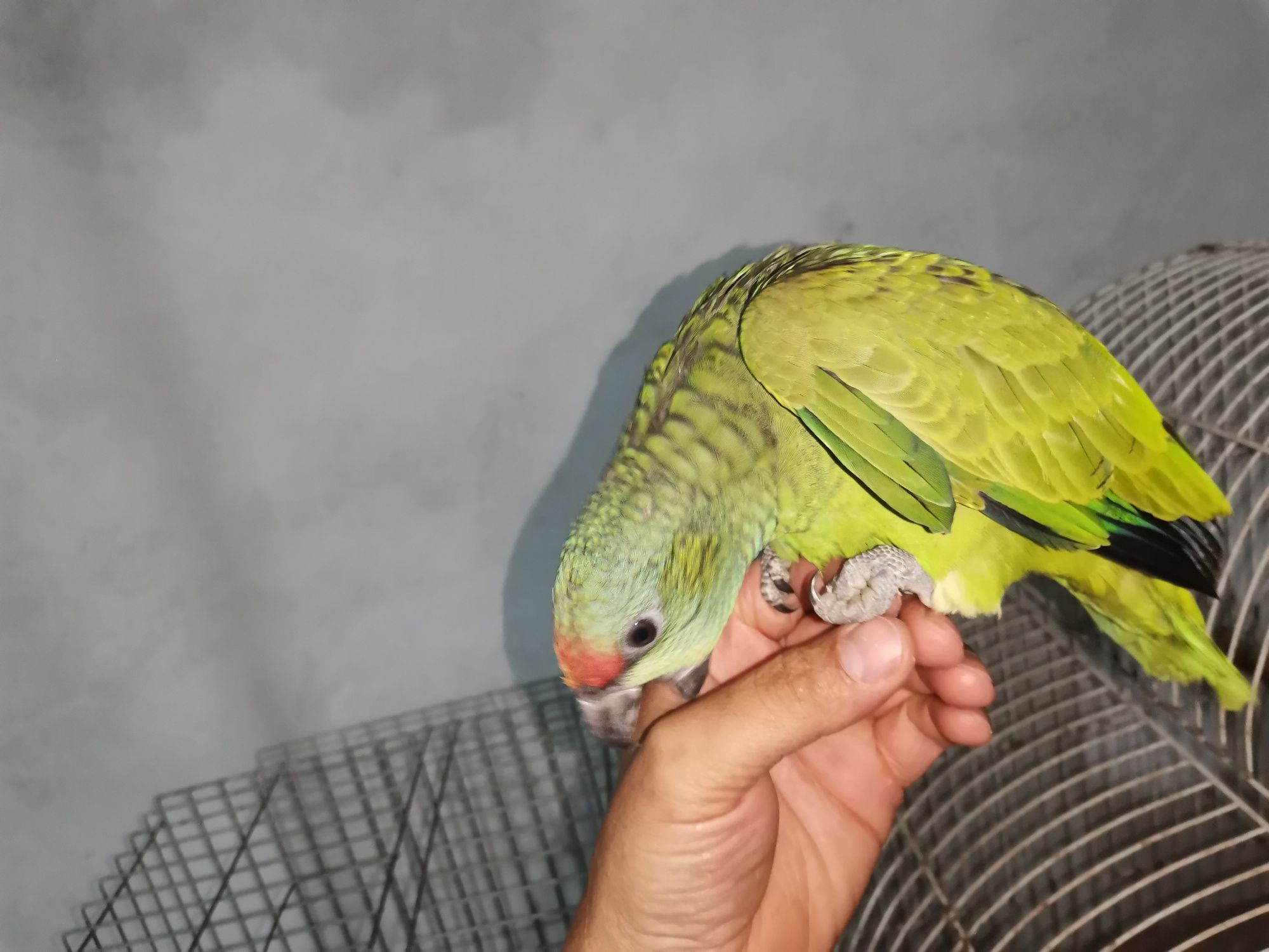 Amazona festiva bodini