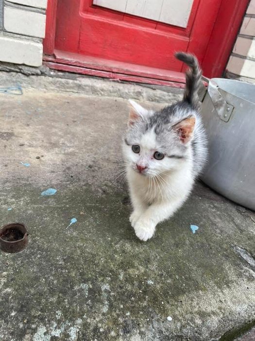 Віддам кошеня в хороші руки