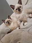 Kocur ragdoll ragdoll